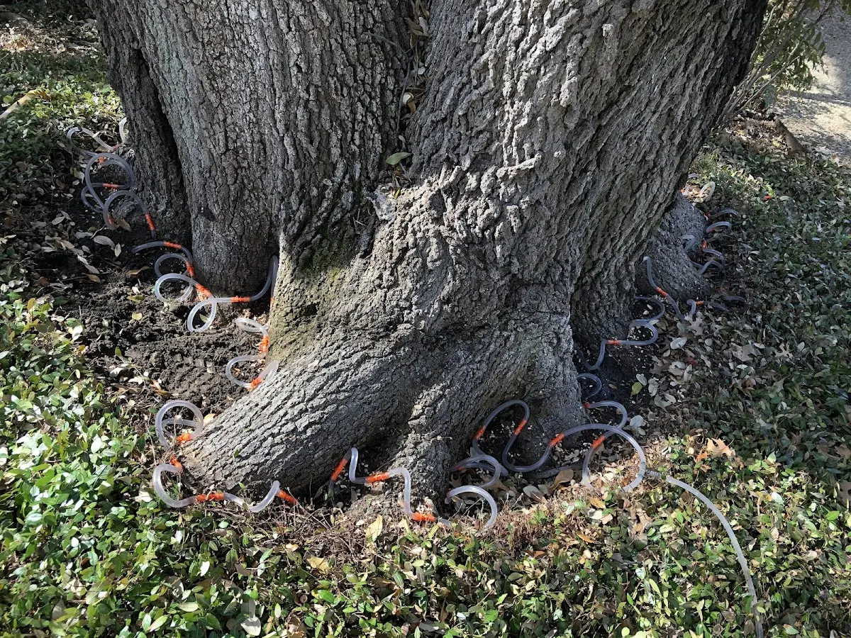 Detailed Tree Cabling and Bracing job site in Obernburg