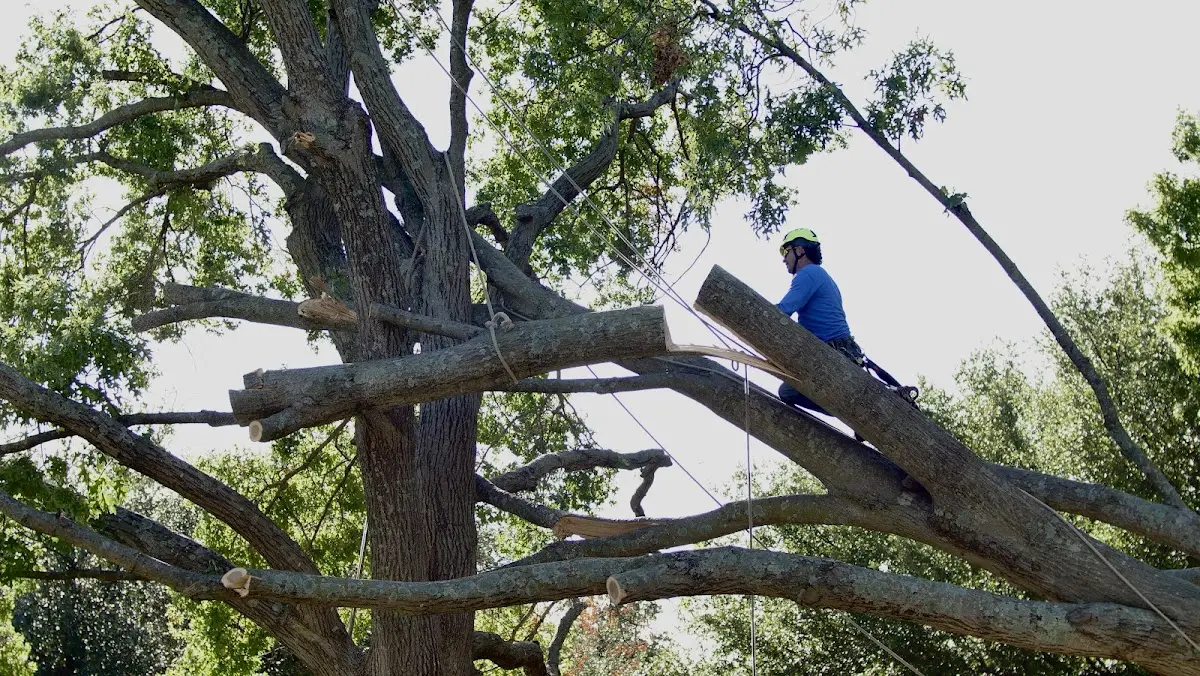 Professional Crown Thinning performed by certified arborists in Obernburg