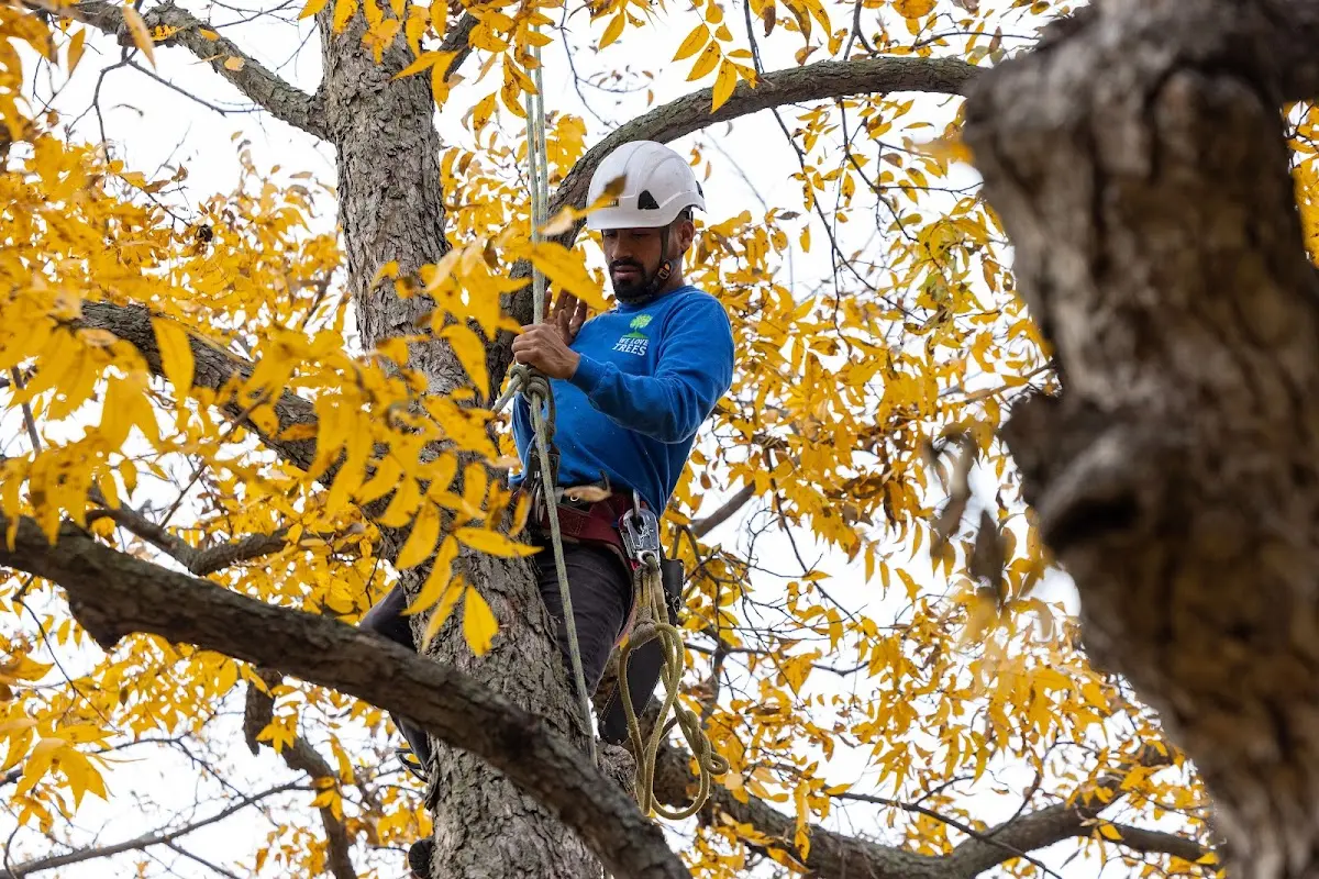 Skilled Tree Pruning crew working in Obernburg